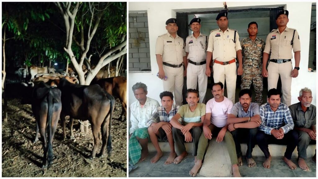 तस्करों की शामत ! रायगढ़ पुलिस का बड़ा एक्शन ; 98 मवेशी मुक्त, 7 गिरफ्तार, जंगल से शहर तक फैली थी तस्करी की साजिश 1 1000271479